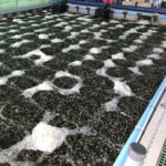 Water aeration - Bubbles - Blowers for Africa