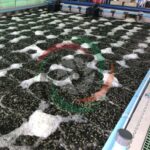 Water aeration - Bubbles - Blowers for Africa
